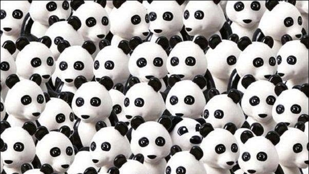Spot the Clever Dog Hiding Among Pandas – Exciting 7-Second Optical Illusion!