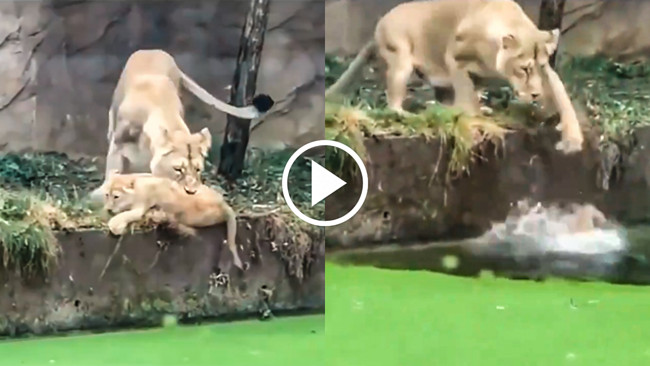 Watch the Heartwarming Love Between a Lioness and Her Cub in This Viral Video